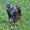 chezlepoulet